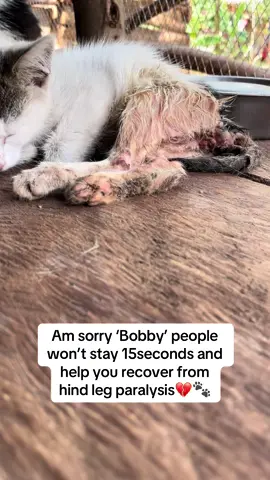 Am sorry ‘Bobby’ people won’t stay 15seconds and help you recover from hind leg paralysis💔🐾