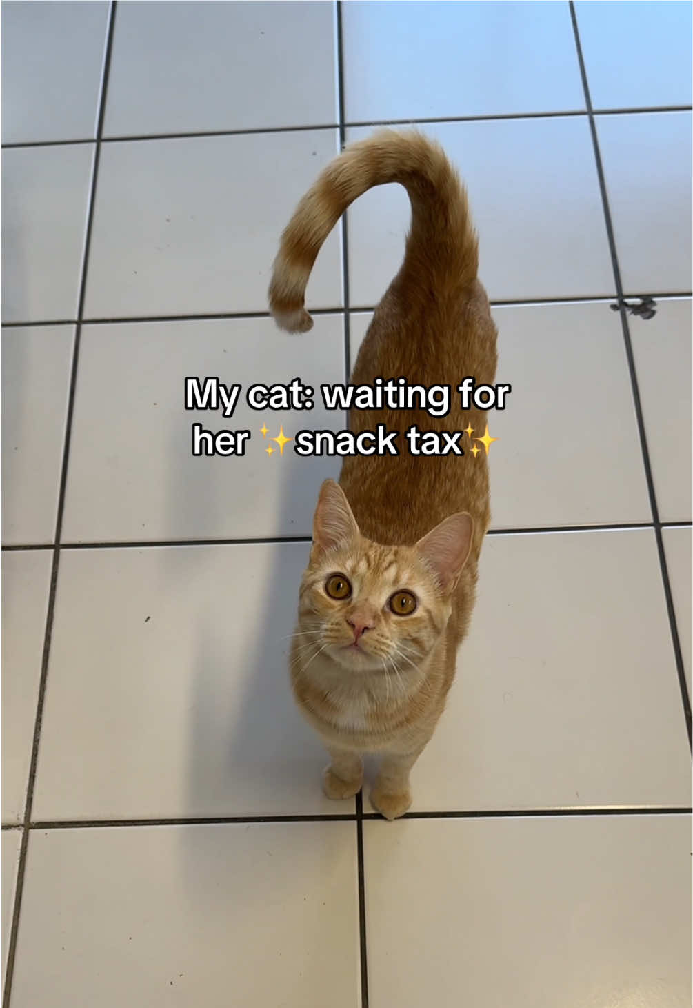 She assumes every time I go in the kitchen, she deserves a snack 