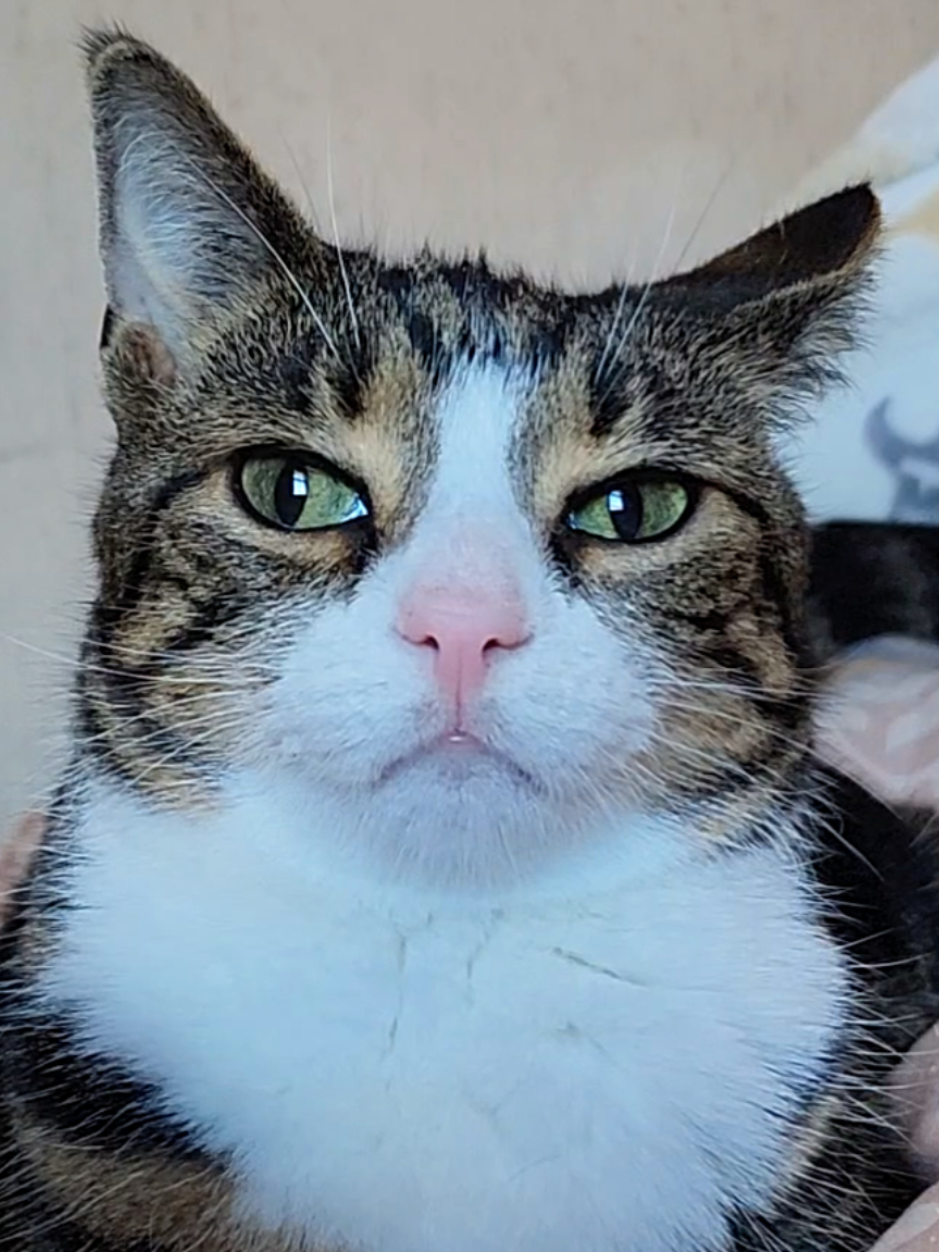 stay tuned for bts blooper action #goodtrouble #bts #influencer #wobblycat #madcat  i'm a cat. i'm a feline. you're not getting it. it's not clocking to you. it's not clocking to you that i'm standing on business, is it?! 