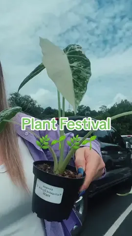 So happy with my purchase 🌱🌿 #plantfestival #plantsoftiktok 