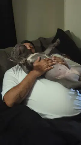 Belly rubs are the best. #AmericanBully #Pocketbully #bullybreeds #bullylife #househippo 