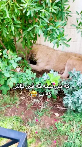…!😂💔 #zakho #explore #foryoupage #zakho_duhok_hawler_slemani_akre #fyp 