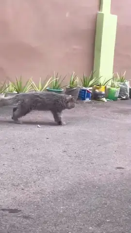funnycats😅😅#funnycat #funnyvideos #cutecat #viral_video 