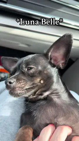 My lil baby, Luna 💖 #smalldog #dogmoms #doglifestyle #fridayvibes #littledog 