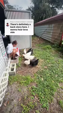 @clockedofffishing couldn’t even respond to me without tucking his tail between his legs.  #chickens #animaladvocate #roosters #animallover #backyardchickens 