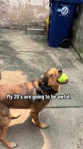 Just kidding. Hero is going to live for like 20 years #trend #pets #dog #cat #gecko 
