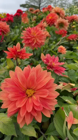 #flowers #nature #ดอกไม้ #꽃 #garden 