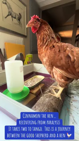 #thegoodshepherdnatalie #heavenhen #recovery #paralysis #chicken 