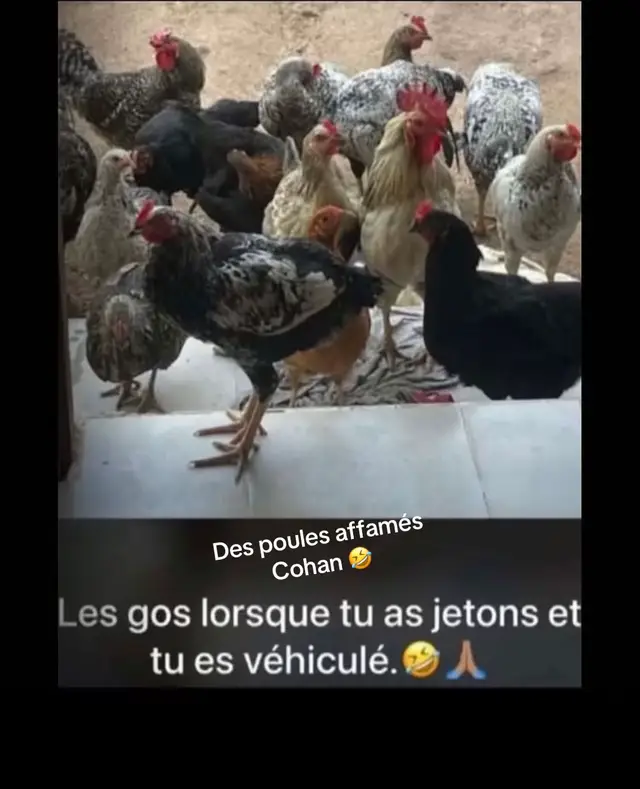Que des bande de poule affamé 🤣😭 #🤣🤣🤣🤣🤣🤣😭😭🤣🤣🤣 @Bading BF 😂 @LE GOUVERNEUR humoriste 😎 @Badeur 😂🇨🇮😂225 💔🇨🇮 