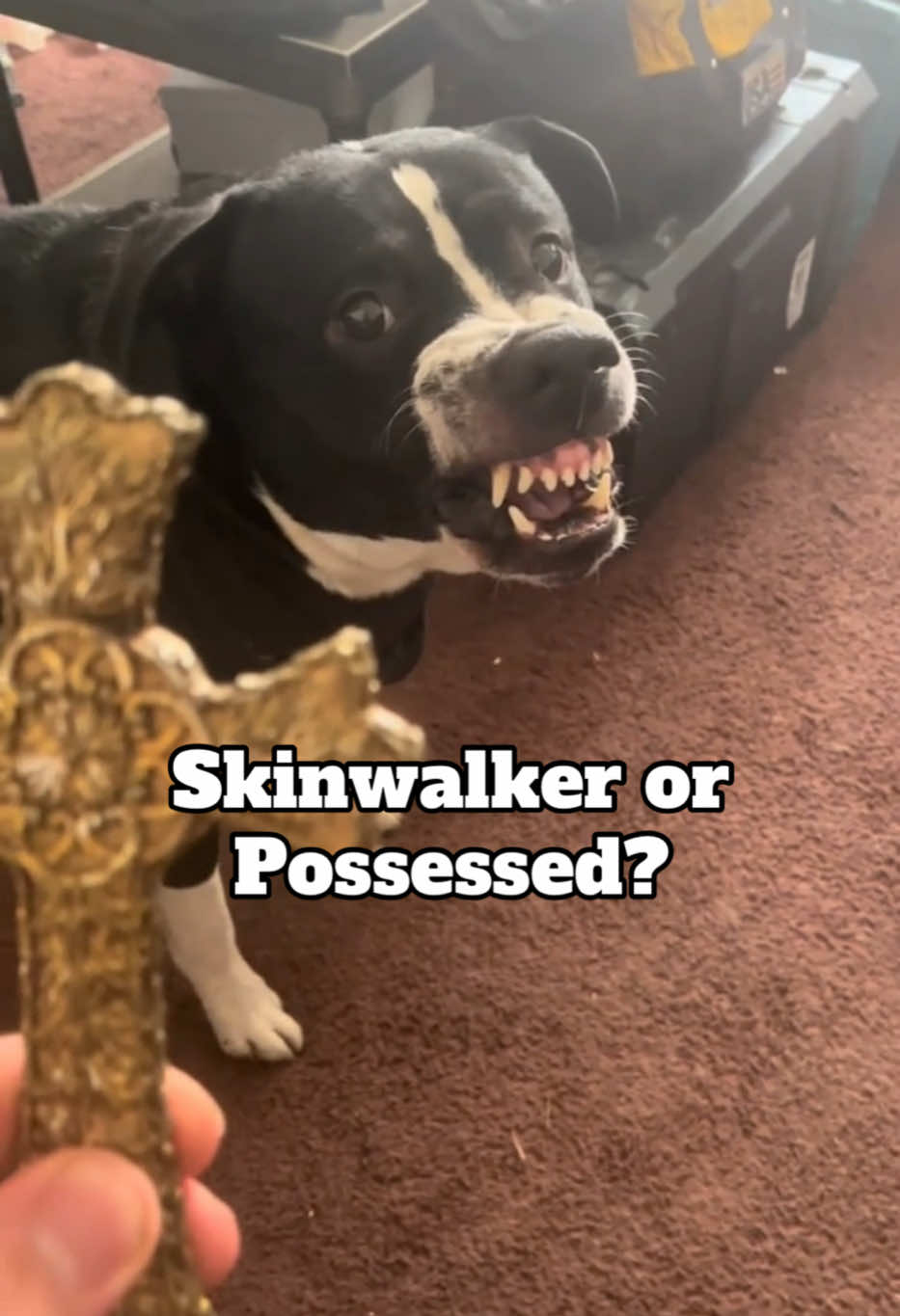 Skinwalker or Possessed? #possessed #dog #Appalachia #creepypasta #appalachiantrail #appalachianmountains #supernatural  #scaringpeople #horrortiktok  #scaryvideos #creepytok  #haunted  #horrorgame  #skinwalker #horrortiktok  #conspiracy #misterio #paranormalactivity  #creepytok #historiasdeterror #horrorstory  #truecrimetiktok  #scarytiktok #hauntedtiktok #paranormaltiktok  #scarystories  #wendigo #skinwalkervibes