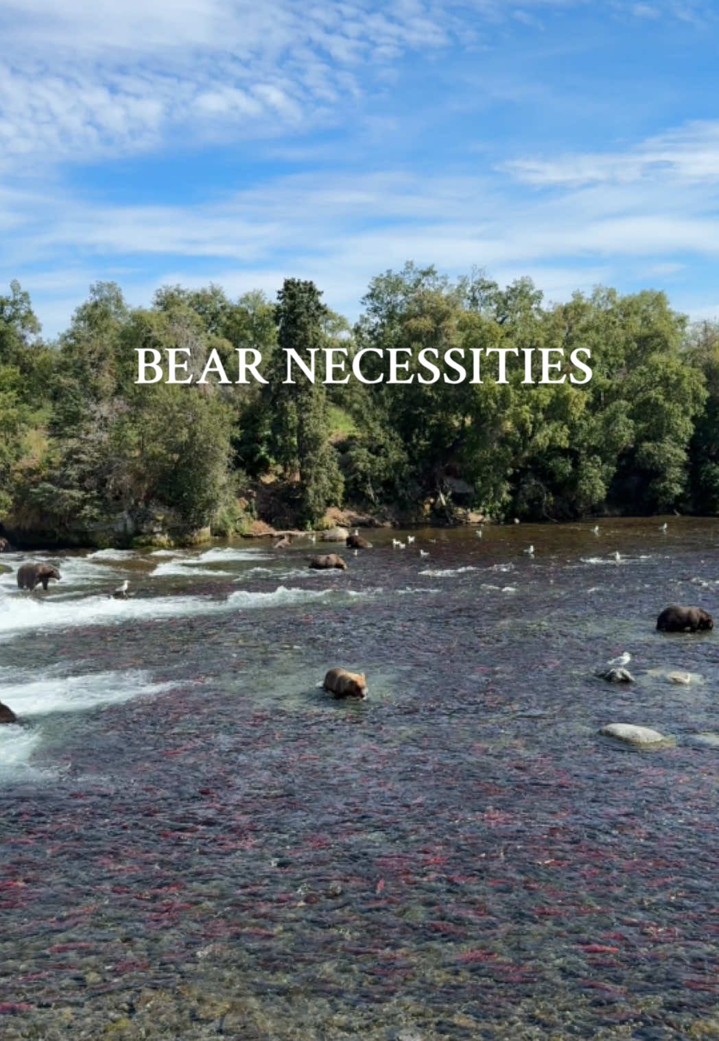 The Bear Necessities of life #justchillin #bear @Disney’s #junglebook 