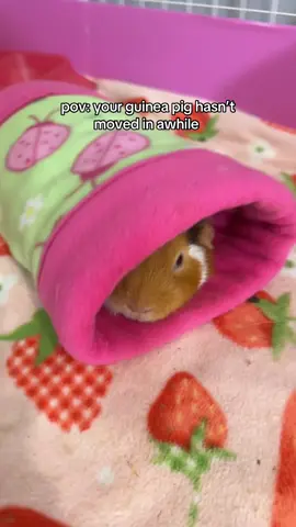 poop pileup 🤣 #pigletpatrol #guineapigs #guineapig #guineapigcare #guineapigsoftiktok 