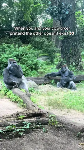 #gorilla #zoo #officehumor #bronxzoo #bronx 