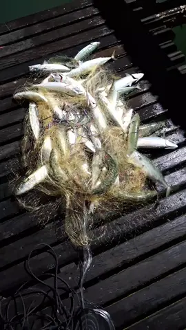 chapei na tareafada  sabe que peixe é? comenta ai.. #pescaria #floripa #pescafloripa #pescaembarcado #pesca 