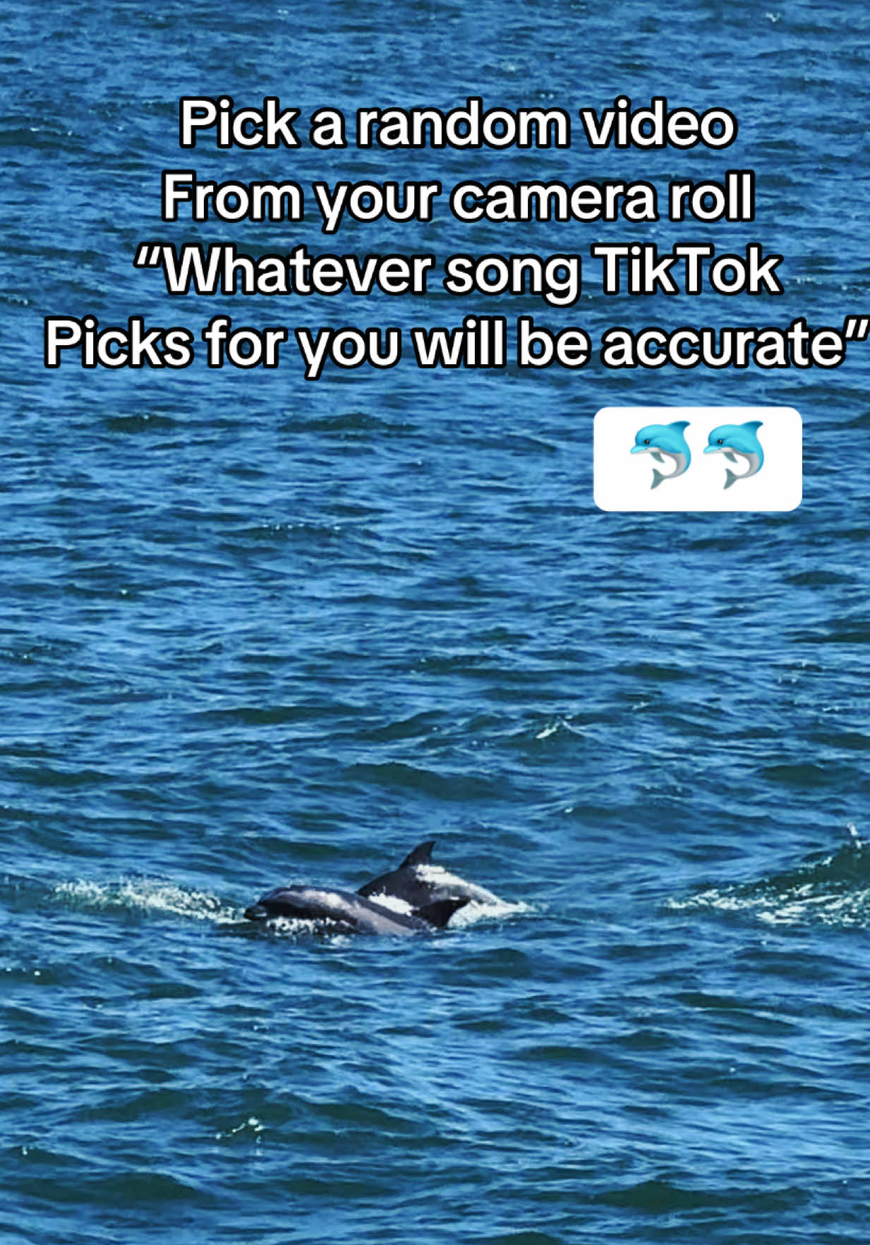 Proof the world is still full of magic ✨🐬🌊 #fyp #dolphins #natureheals #trending #tiktok 
