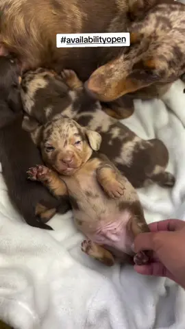 #cutepuppy #cutepuppy #puppytok #doxie #minidachshund 