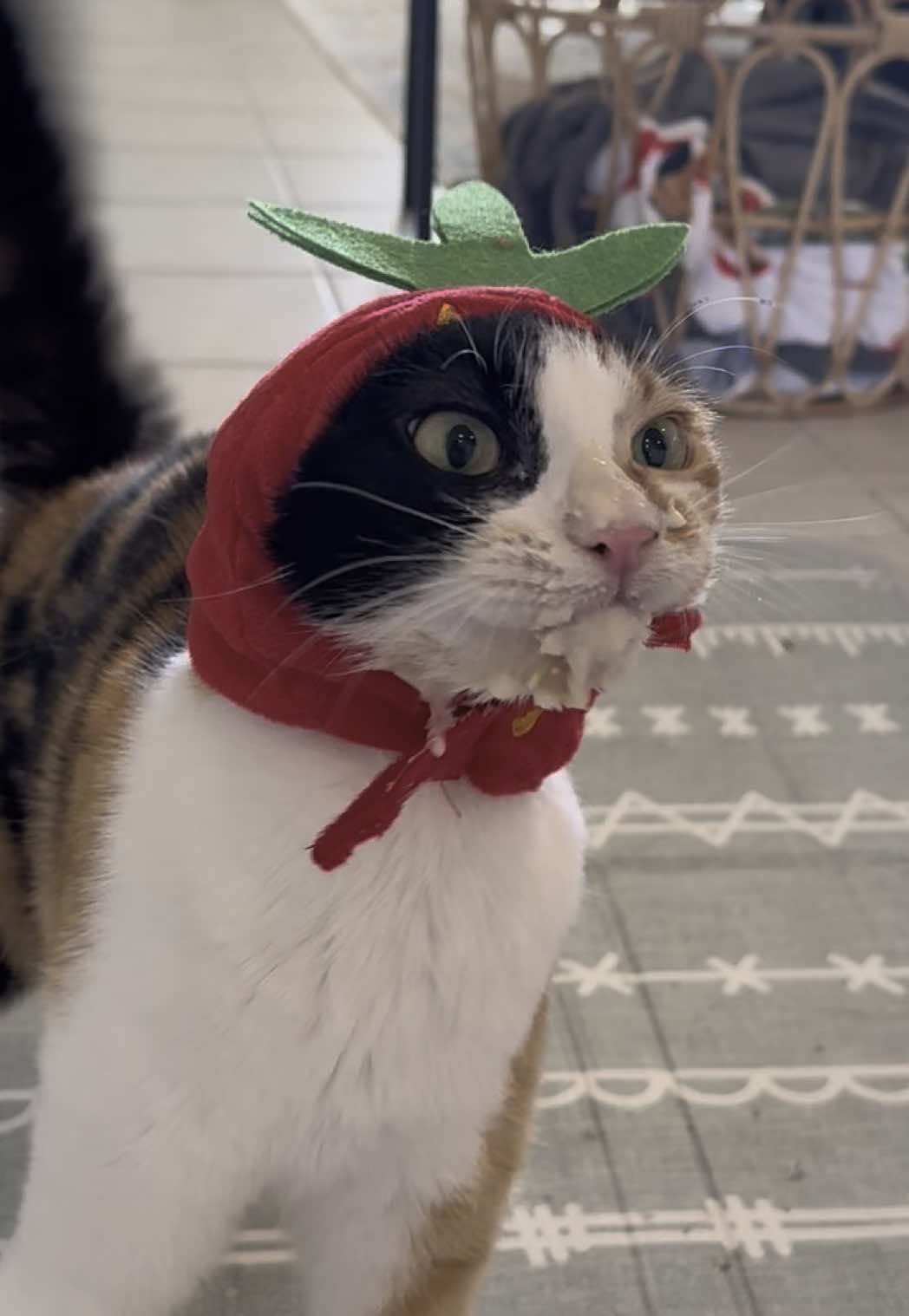 Oh look, a strawberry 🍓 #wobblycat #cerebellarhypoplasia #cat #cats #strawberry 