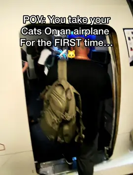 My cats were surprisingly super calm during the flight thanks to @PAWITH calming patches 🐱😌 #pov #cats #airplane #flyingwithcats 