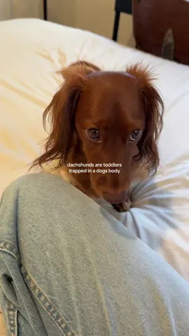 this is his way of telling me he wants to cuddle under a blanket… he will literally scratch me until i get under a blanket with him #dachshund #dachshundsoftiktok #weeniedog #wienerdog #dogmom 