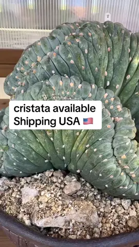 #lophophorawilliamsii #catus #tephrocactus #mesc 