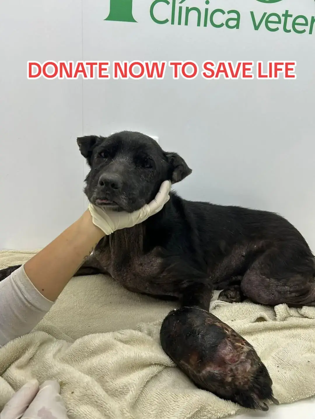 Please people, 🚨💔😭🙏Thiane urgently needs an operation € She has a huge tumor attached to her leg, it’s already rotten, all ulcerated, the infection is all coming from him, we have to perform an urgent amputation. We need to collect first the cost of the procedure, exams and internship because we already owe too much at the clinic. Can you help? ® In our bio you will find a link to other ways to help: cows, sweepstakes and sponsorships. We are also accepting donations of food, medicine and bazaar items. ways to donate 😭 PayPal link is in the bio  please donate anything you can  #fyp #foryou#vilar #govilar #foryoupage❤️❤️ 