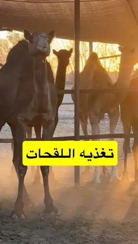 #حمدالعطوي #صلى_على_رسول_الله_صل_الله_عليه_وسلم #السعوديه #تبوك #حمد 