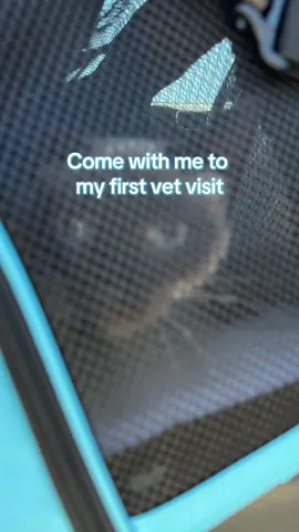 Mia’s first vet visit 😸 @Petco 