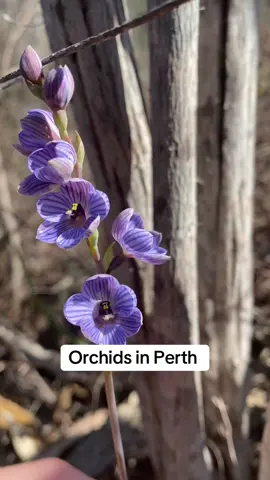 Time to go orchid hunting  #Perth#orchids#foryoupage 