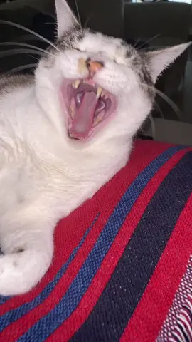 He just wants to sleep and eat and wishes momma would leave him alone #Love #cat #fyp #trending 