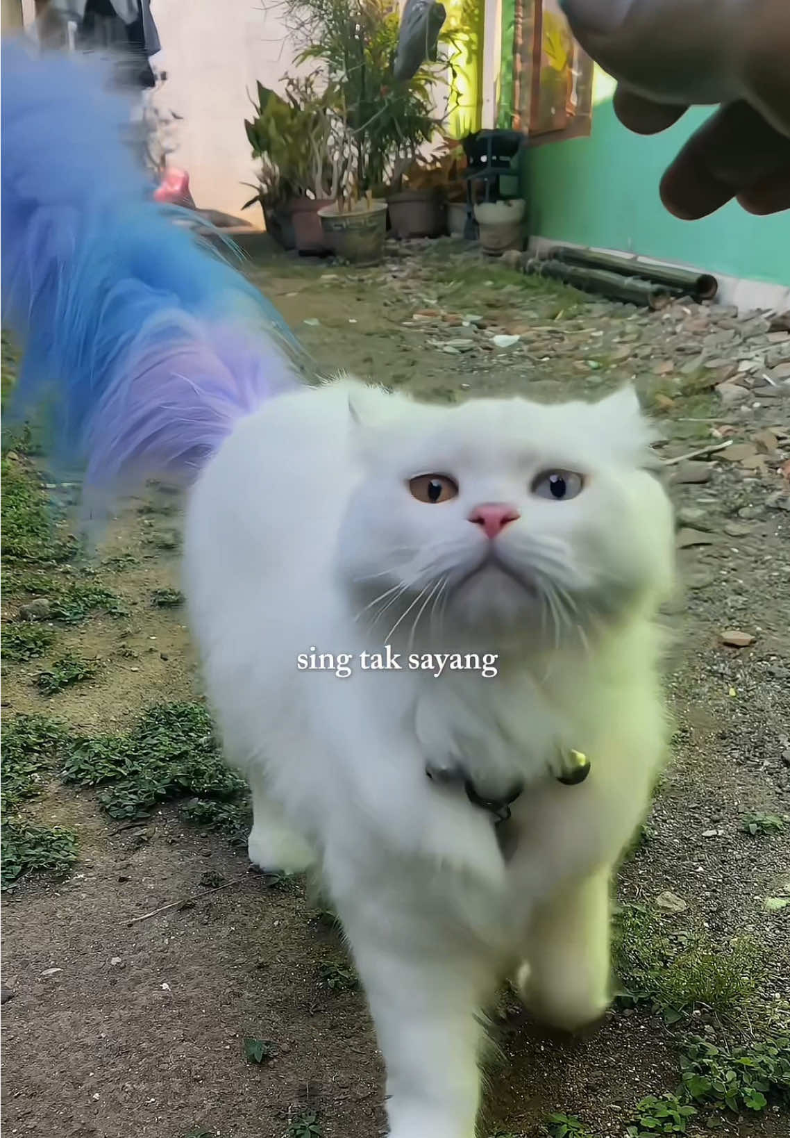 Seng tak sayang🫶  @4nxious @MBAK_S @MAS_G @m.kurr #matina #CapCut #kucinglucu #kucing #catlover #cute #kucinggemoy #catpersia #persia #trand #masukberanda #kemoceng #fy #