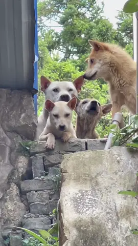 Động vật đáng yêu #xuhuong #pet #animals #dog #dogsoftiktok 