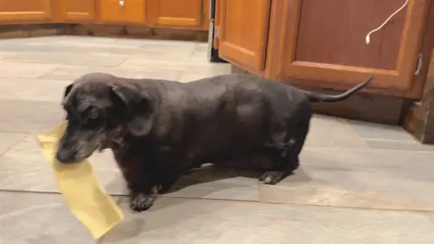 Yep, your right! You can see the light under? The tunnel!!! His belly is almost no longer dragging! #frankthetank