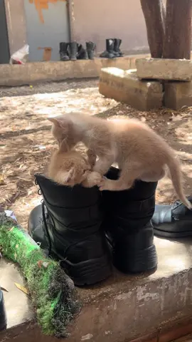 #cat #🐈‍⬛ #القوات_المساعدة #forceauxiliaire #marocaine🇲🇦 #fypシ゚ 