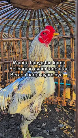 #lewatberanda #ayambangkok #salamsatuhoby🐓🐓🐓🙏 #pamaninja #ayamimport #penghobyayam #fyp 