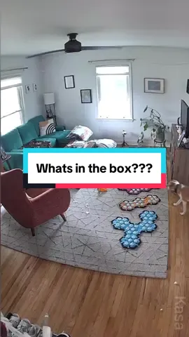 When I posted a video recently of Parker patiently waiting for her request of a box to be met, lots of people asked why she was asking for a box and what it was for. Parker likes to get a box, often with treats in it, that she can shred open! It fulfills her natural behaviors of shredding and consuming. Sometimes she just likes to shred the box (I keep all the boxes my packages come in for just this purpose!). Here’s an example of her asking specifically to shred! And you can see her run off with her prize quite pleased 😂 #talkingdog #fluentpet #aic  . Ready to start your button journey? Follow @puppyparkerposey and comment BUTTONS for the details! 