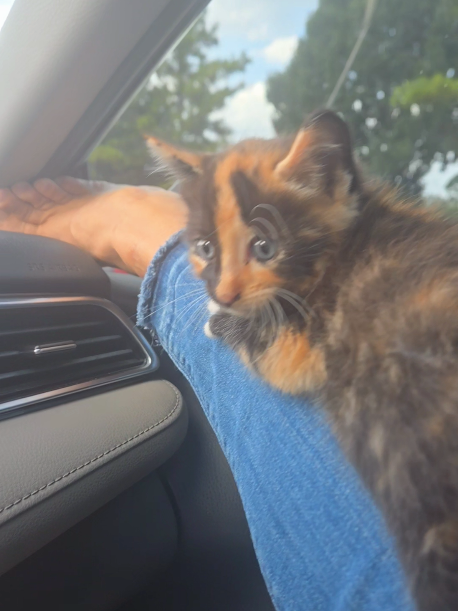 #cat #beauty #miche #fyp 😻🐈