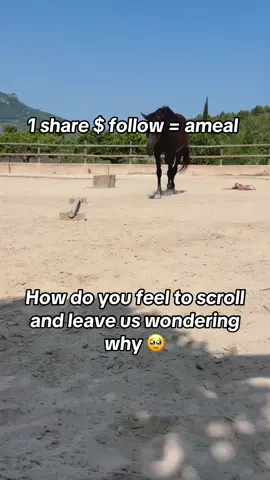Kindly spare anything to save our furry babies we really need your helping hand 