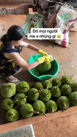 Các đồng Sầu đâu rồi ạ😁 #saurieng #musangking #sauriengdaklak 