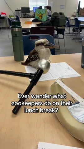 Never going back to a 9-5 again 🥰 #animals #kookaburra #bird #zookeeper #fyp 