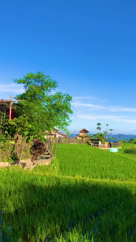 Sampurasun,Cuaca cerah mah,raosen nya baraya#reels__tiktok #kampungkuring #lemburkuring #suasanapesawahan #suasanapedesaan #sawahpadi #viraltrending #tasikmalaya_jawabarat #fyp #fyp #fyp 