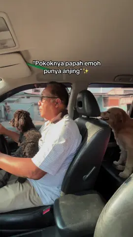 Emang gitu bapak bapak, mulut ama hati emg suka beda🤣 #dogsoftiktok #dadsoftiktok 