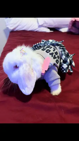 Thought we were adopting a princess instead we got a linebacker  🤣🤣🤷🏻‍♀️ #bebesitalecii #fyp #bunnymom #porkchop 