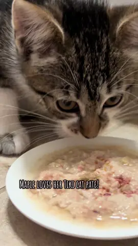 So yummy! #CatsOfTikTok #feralkitten #kitten #kittensoftiktok #kittentok 