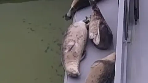 #seal #seals #sealtok 