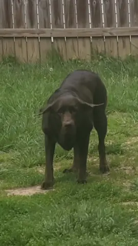 🐘#dogsoftiktok #PetsOfTikTok #dumbotheflyingelephant 