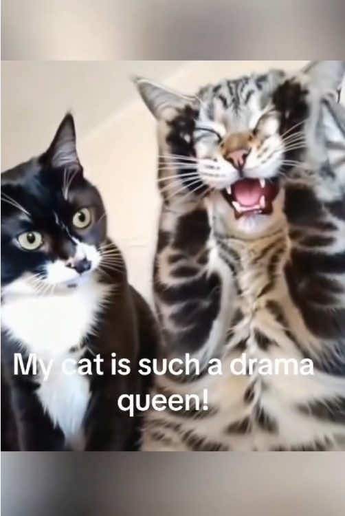 When you have two dramatic cats😹#cat #cats #catsoftiktok #funny #fyp 