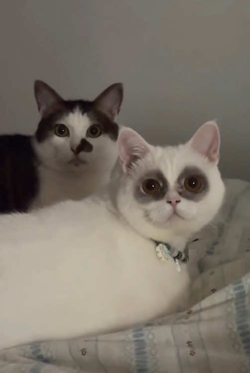 Strange-looking cat 😂😹 #cat #funnyvideos #funny #catsoftiktok #fyp #funnycat 