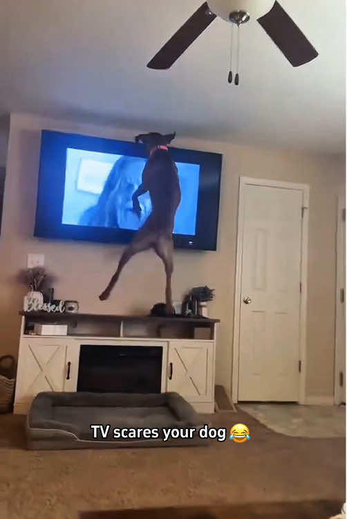 TV pranks to scare your dog 🐶#dog #funny #dogsoftiktok #funnyvideos 