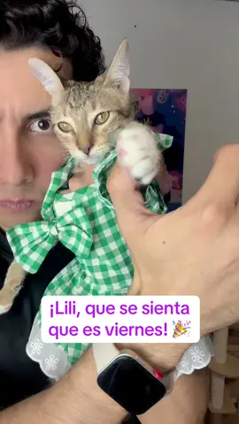 Es viernes y el cuerpo lo sabe 🫢 #GatosDeTikTok #humor #Gatos #catsoftiktok #catlover 