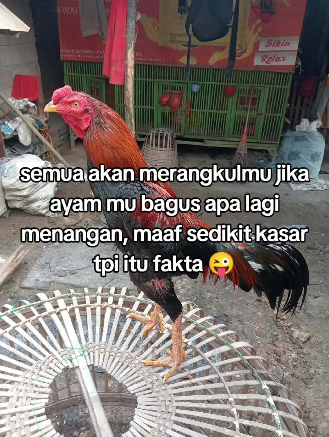 cuma ayam desa😊 #ayambangkokindinesia #bkklasikmemangasik #ayambangkoklampung #fyp #ayambangkoksuper 